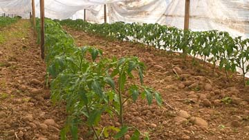 plants de tomates