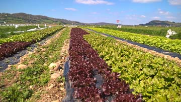 Thierry Janin producteur de salades vers St-Jean-de-Bournay