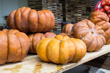 les citrouilles et les courges