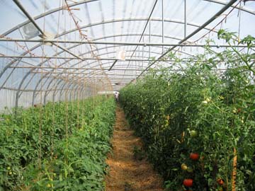 culture de tomates par Thierry Janin à Savas-Mépin