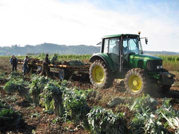 recolte de cardons à la ferme Thierry Janin