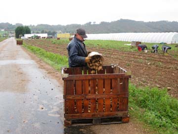 recolte de pomme-de-terre ferme de Savas-Mépin