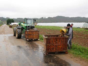 recolte de pomme-de-terre Thierry Janin